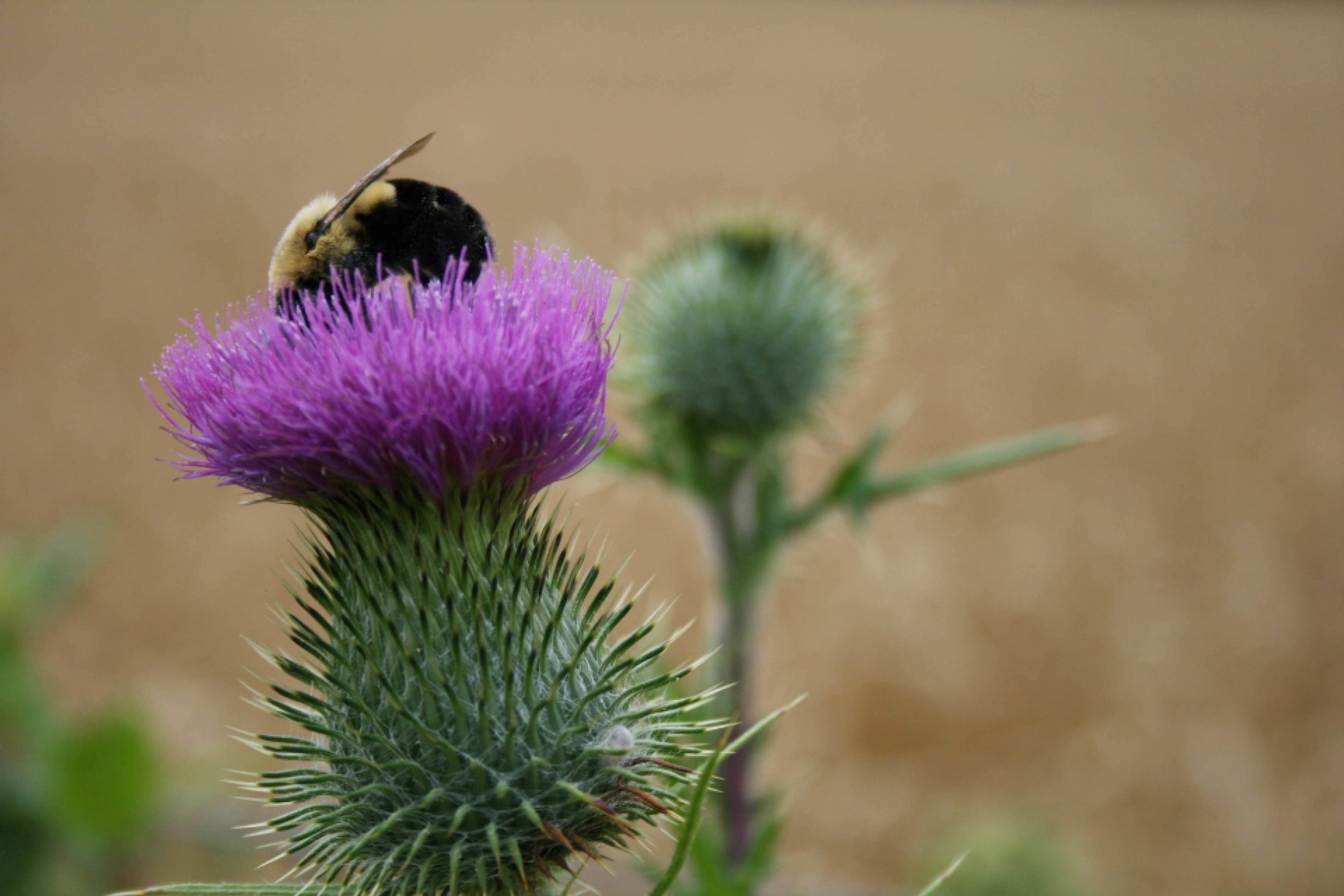 A purple thistle in bloom